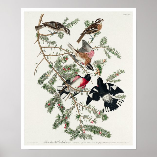 Grosbeak à poitrine rose par Audubon Poster (Devant)