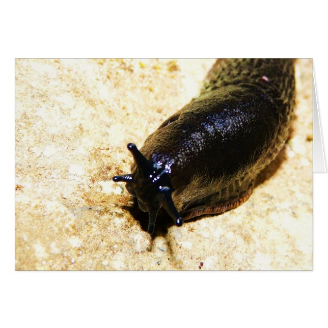 Grosse luge noire (Devant horizontal)