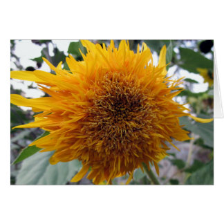 Grosse Tournesol