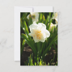Grosses jonquilles blanches le jour du printemps