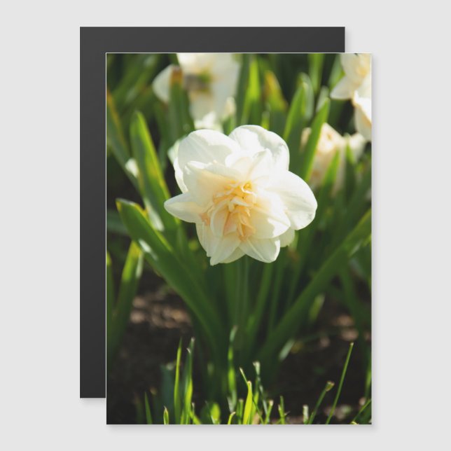 Grosses jonquilles blanches le jour du printemps (Devant / Derrière)
