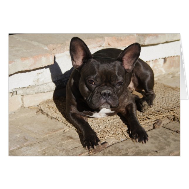 Grouchy French Bulldog (Devant Horizontal)