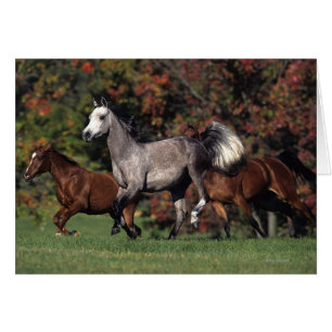 Groupe de Chevaux arabes en course