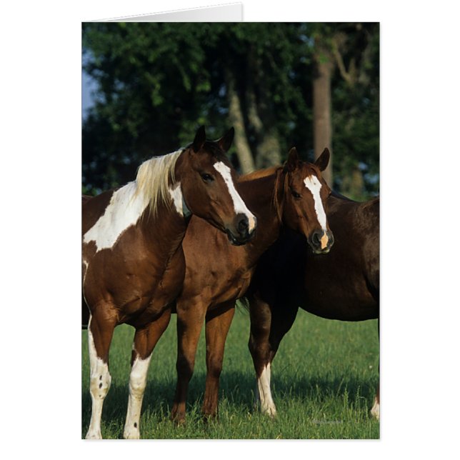 Groupe de Chevaux de Peinture debout (Devant)
