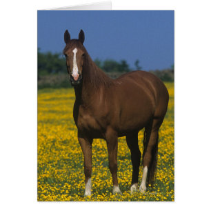 Groupe de chevaux de pur sang