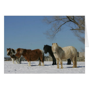 Groupe de chevaux miniatures dans la neige