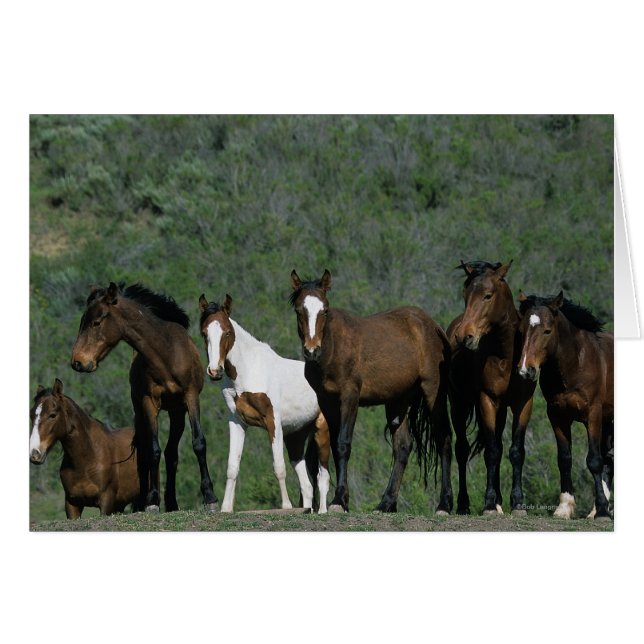 Groupe de Chevaux sauvages Mustang (Devant horizontal)