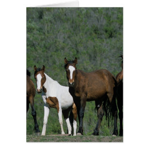 Groupe de Chevaux sauvages Mustang