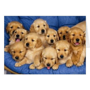 groupe de chiots récupérateurs