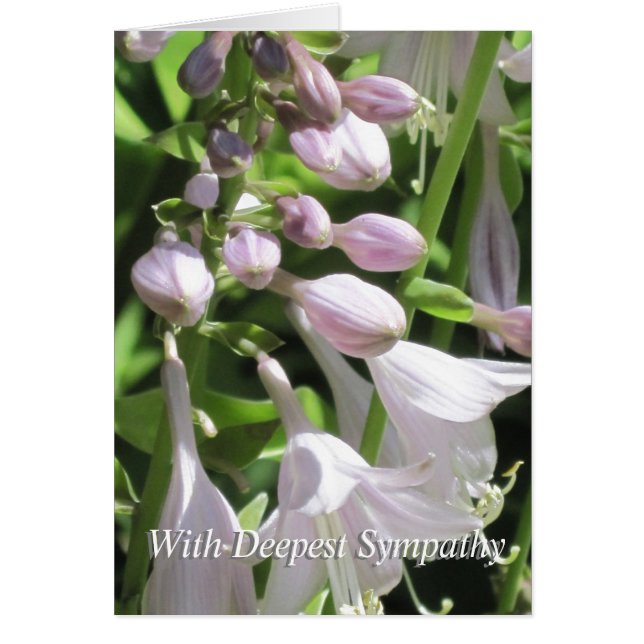 Groupe de Modèles pacifiques condense la carte de  (Devant)