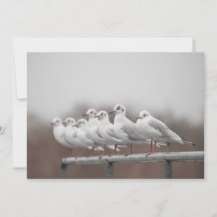 Groupe de mouettes Carte photo de la nature