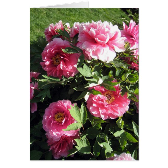 Groupe de pivoines roses (Devant)