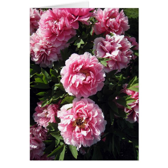 Groupe rose de Peonie (Devant)