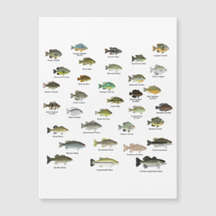 Groupe Sunfish de l'Amérique du Nord