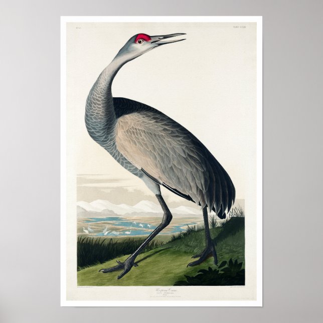 Grue à capuchon par Audubon Poster (Devant)