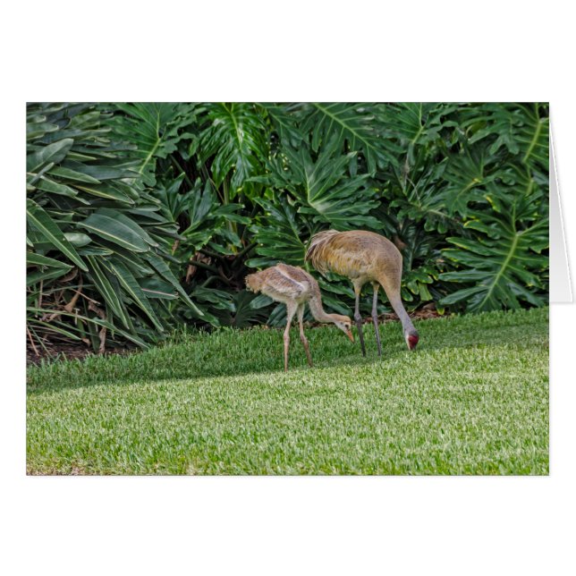 Grue Bébé Sandhill avec parent (Devant horizontal)