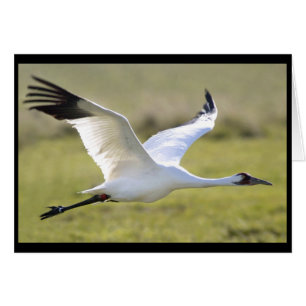 Grue blanche (Grus americana)