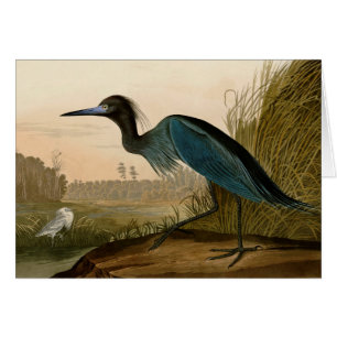 Grue Bleue Heron Audubon Peinture