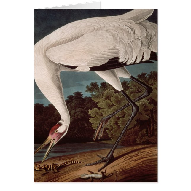 Grue de huée, des 'oiseaux d'America (Devant)