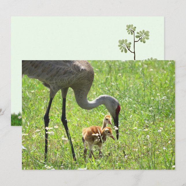 Grue de Sandhill et Colt (poussin) Carte à plat (Devant / Derrière)