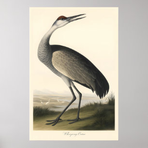 Grue de Whooping Impression de Style Audubon Vinta