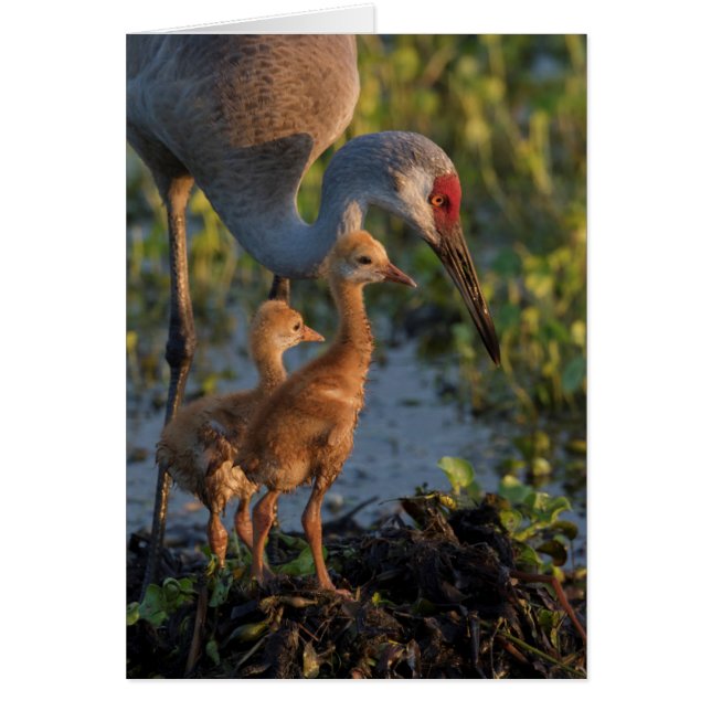 Grue du Canada avec poussins, Floride (Devant)