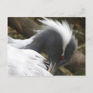 Grue Fermer do-it-yourself carte postale