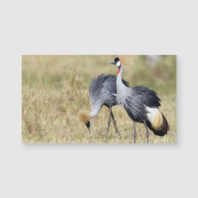 Grues à Masai Mara (Devant)