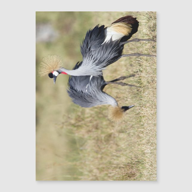 Grues à Masai Mara (Devant)