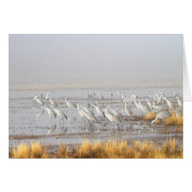 Grues de Sandhill (Devant horizontal)
