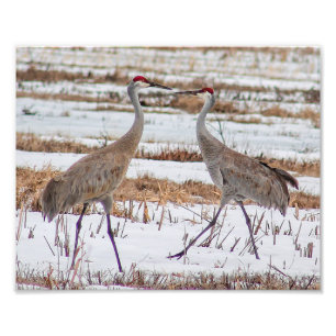 Grues de Sandhill en photo de neige Imprimer