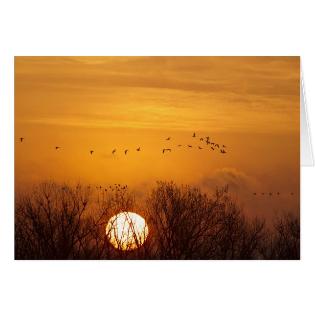 Grues du Canada silhouettées sur fond de soleil le (Devant horizontal)