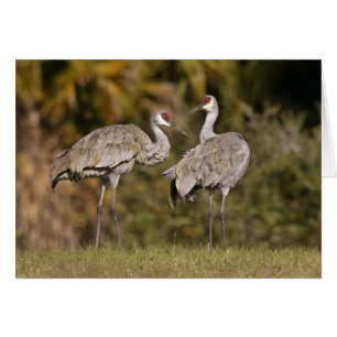 Grues Sandhill