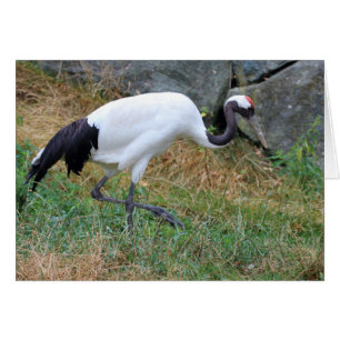 Grus japonisis