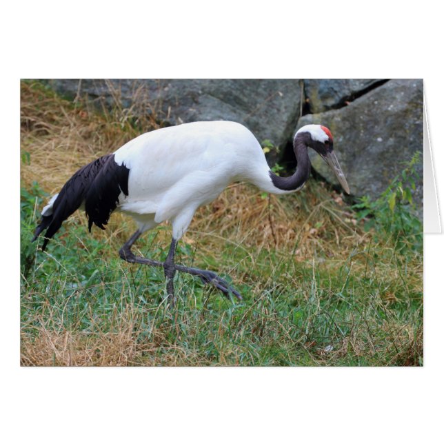 Grus japonisis (Devant Horizontal)