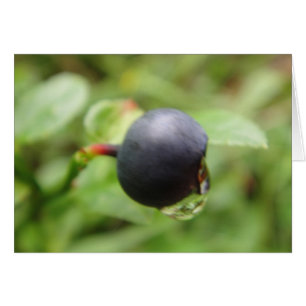 Grusskarte Waldheidelbeere mit Wassertropfen