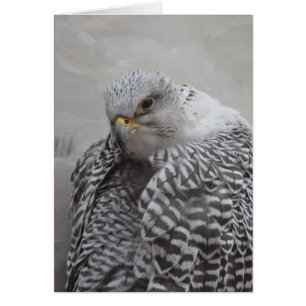 Gryfalcon - Carte Art Cadre