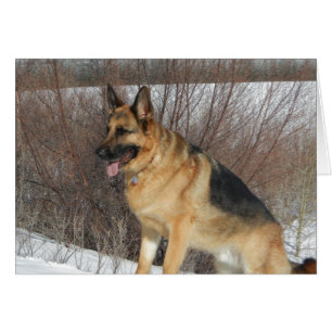 GSD en neige hivernale