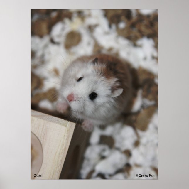 Gucci Poster (Devant)