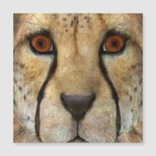 Guépard