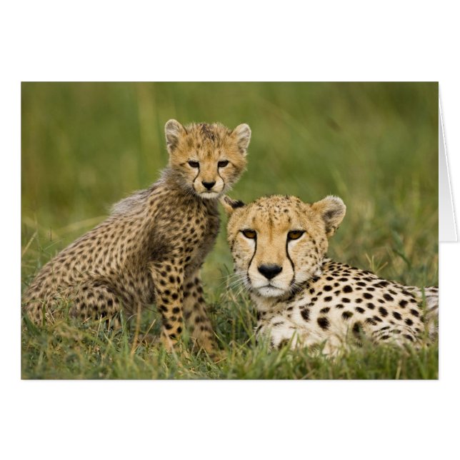 Guépard, Acinonyx jubatus, avec un petit (Devant horizontal)