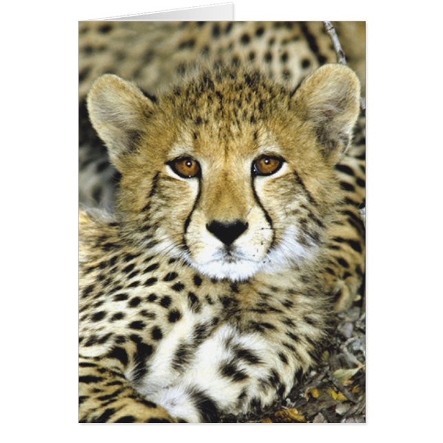 Guépard CUB 2 (Devant)