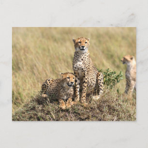 Guépard dans la savane de la carte postale de Masa