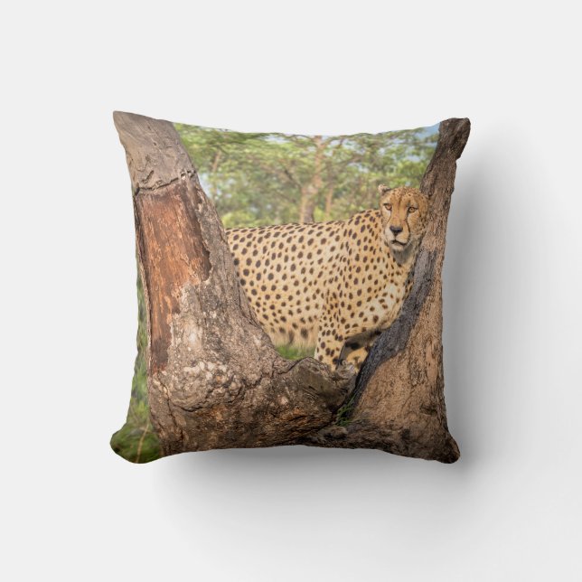 Guépard dans le coussin d'arbre (Recto)