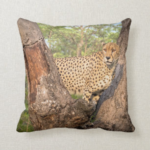 Guépard dans le coussin d'arbre