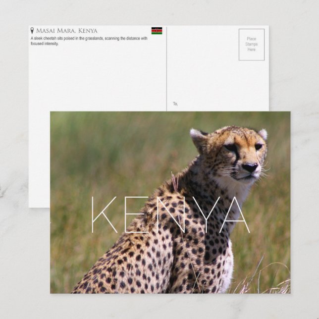 Guépard dans le Masai Mara, Kenya Carte postale de (Devant / Derrière)