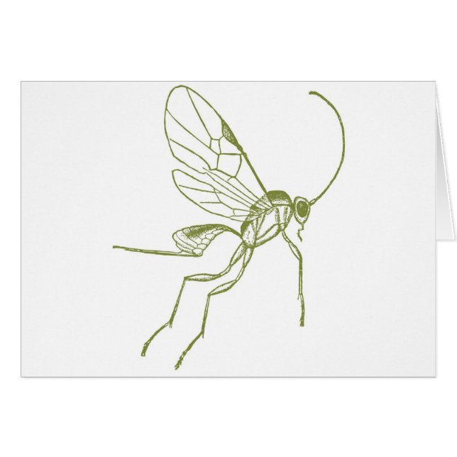 Guêpe, Hyphantria de Meteorus (Devant horizontal)