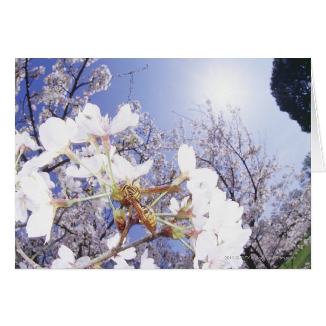 Guêpe sur des fleurs de cerisier, fin (Devant horizontal)