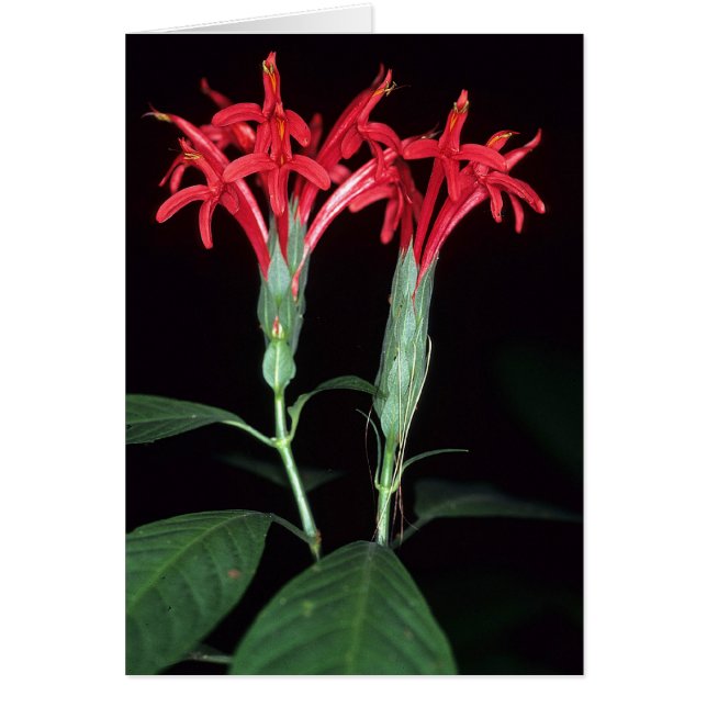 GUIANE FRANÇAISE : Pachystachys coccinea (Devant)
