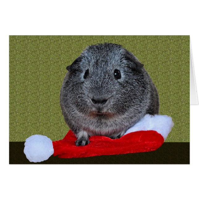 Guinea Pig Christmas (Devant horizontal)